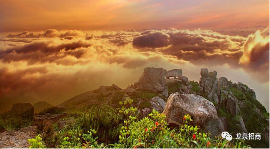 硒和菌立方是一个产品吗（菌立方食用菌固体饮料）-硒宝网