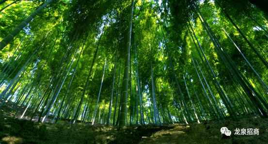 硒和菌立方是一个产品吗（菌立方食用菌固体饮料）-硒宝网