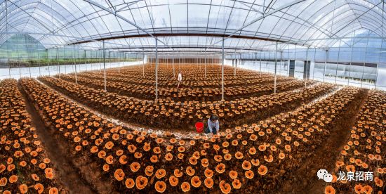 硒和菌立方是一个产品吗（菌立方食用菌固体饮料）-硒宝网