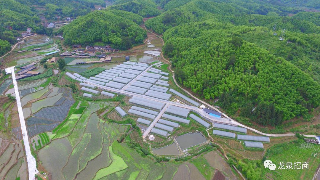 硒和菌立方是一个产品吗（菌立方食用菌固体饮料）-硒宝网