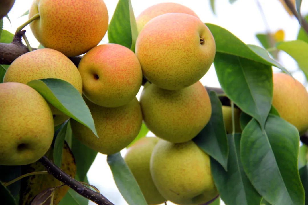 硒和菌立方是一个产品吗(菌立方是什么)-硒宝网