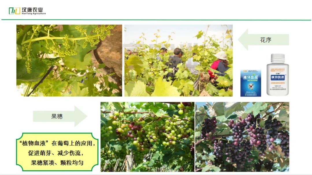 硒与农产品品质的关系是(农产品富硒标准)-硒宝网