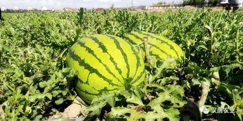 硒与农产品品质的关系是(农产品富硒标准)-硒宝网