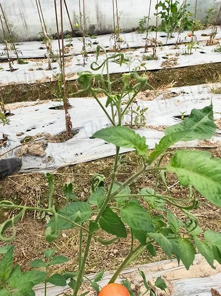 硒与农产品品质的关系是(农产品富硒标准)-硒宝网