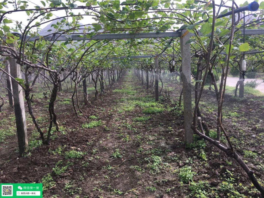 硒与农产品品质的关系是(农产品富硒标准)-硒宝网