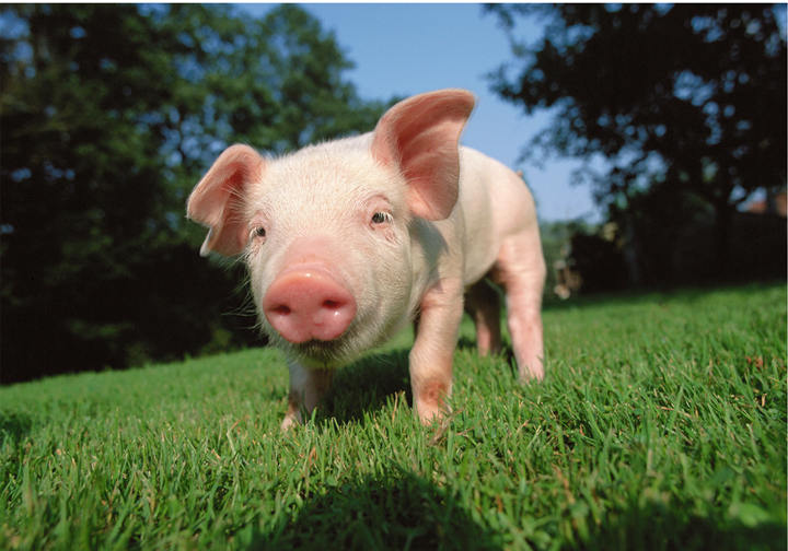 安琪纽特硒的产品怎么样(安琪纽特酵母硒怎么样)-硒宝网