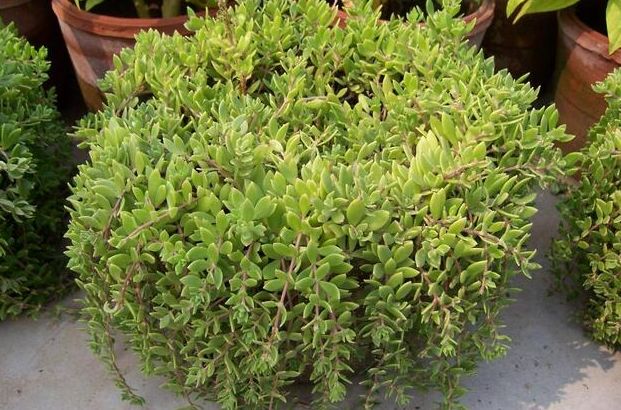 一片硒维康含硒量是多少(硒片量含维康是多少毫克)-硒宝网