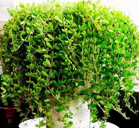 一片硒维康含硒量是多少(硒片量含维康是多少毫克)-硒宝网