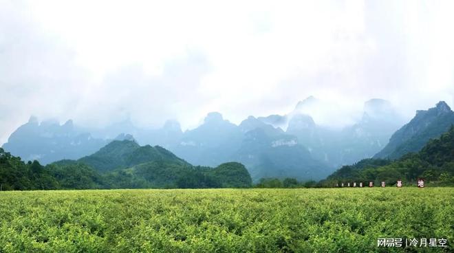 硒维康莓茶的功效和作用（茶硒的功能主治）-硒宝网
