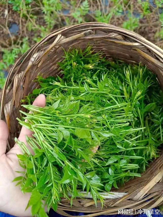 硒维康莓茶的功效和作用（茶硒的功能主治）-硒宝网