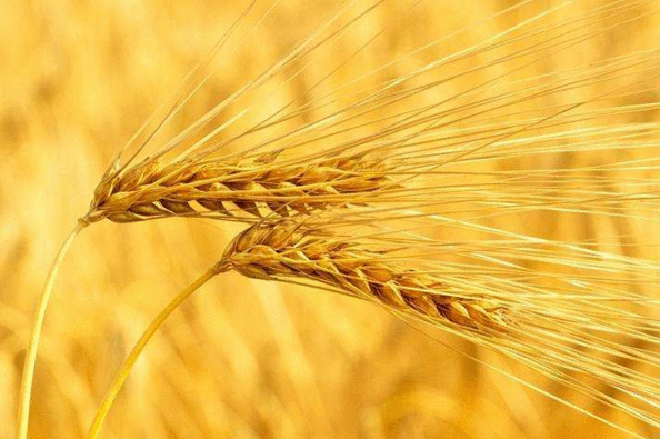 硒维康吃多了皮肤会黄吗（补硒导致皮肤黄染怎么办）-硒宝网