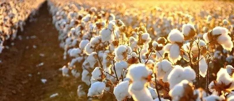 微量元素pb是什么意思(微量元素pbcd)-硒宝网