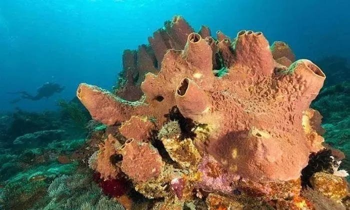 微量元素pb是什么意思(微量元素pbcd)-硒宝网