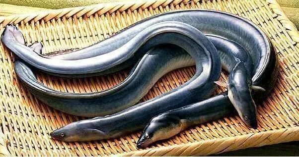 女的想怀孕可以吃锌硒宝（锌加硒口服液孕妇需要吃多久）-硒宝网