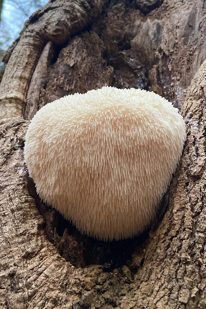 锌硒宝的猴菇蛋白锌好吗(锌硒宝和猴菇蛋白锌哪个好)-硒宝网