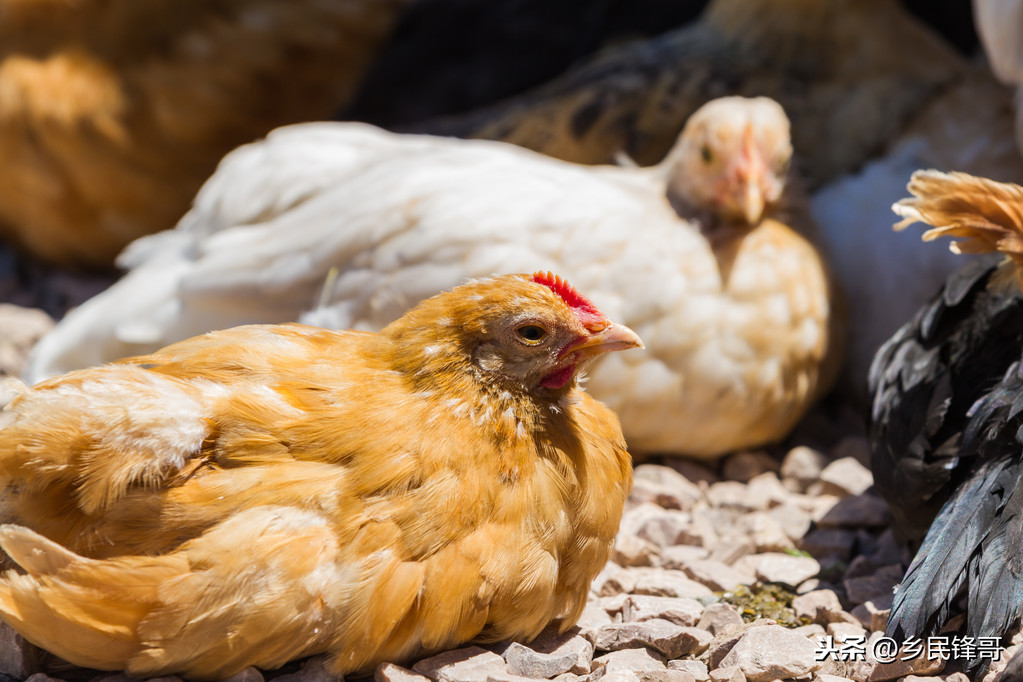 锌硒宝过量服用导致脱毛(锌服用过量脱毛宝导致硒缺乏吗)-硒宝网