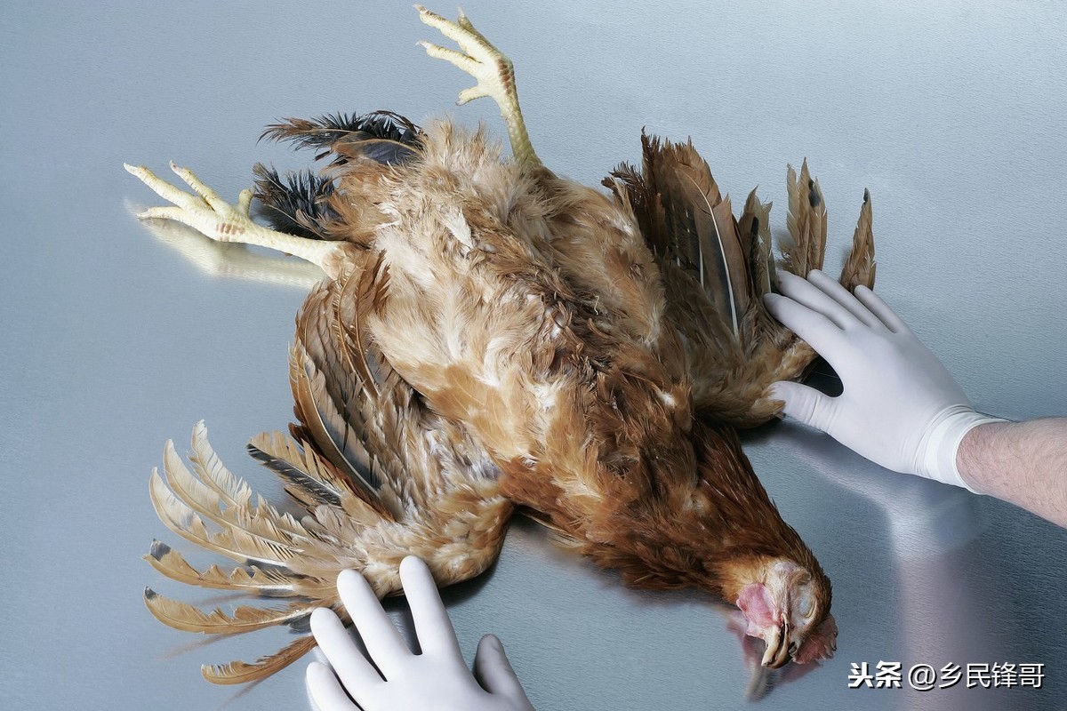 锌硒宝过量服用导致脱毛(锌服用过量脱毛宝导致硒缺乏吗)-硒宝网