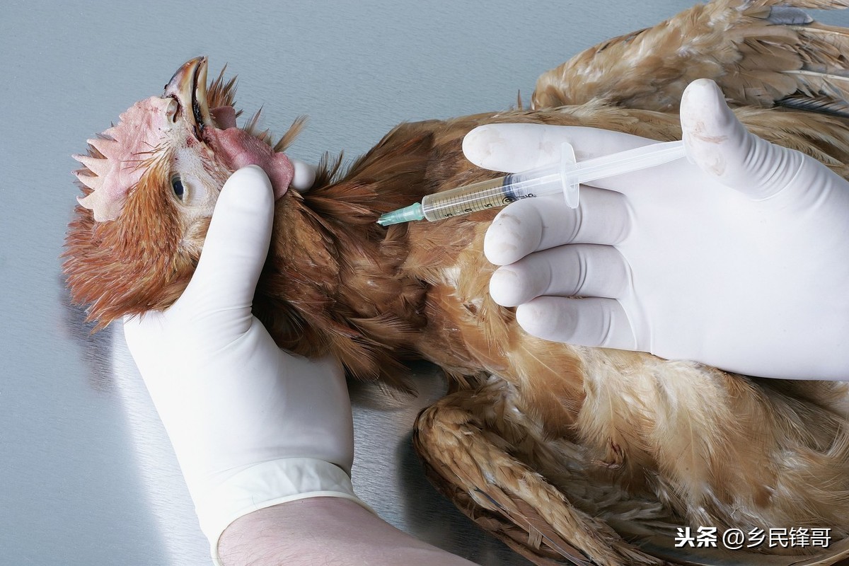 锌硒宝过量服用导致脱毛(锌服用过量脱毛宝导致硒缺乏吗)-硒宝网