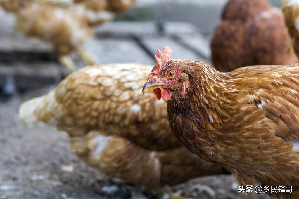 锌硒宝过量服用导致脱毛(锌服用过量脱毛宝导致硒缺乏吗)-硒宝网
