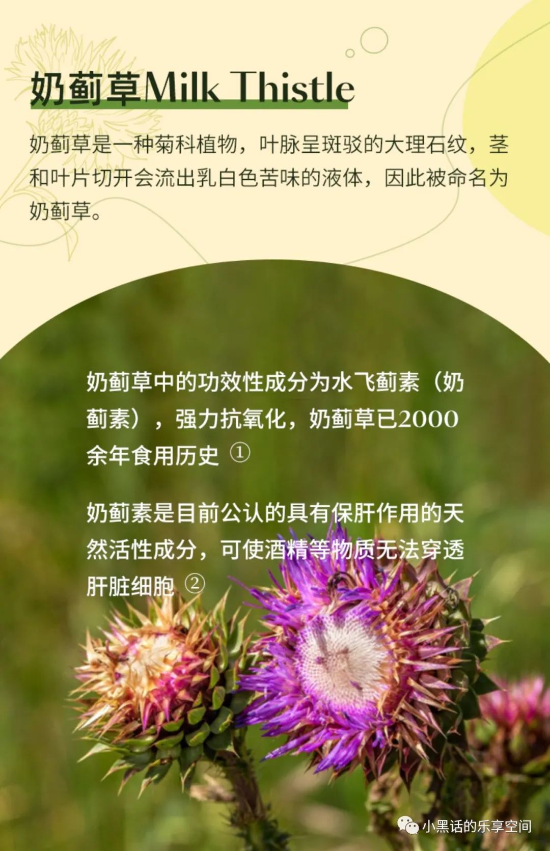 锌硒宝蛋白片哪个牌子好（蛋白锌硒宝片有什么功效）-硒宝网