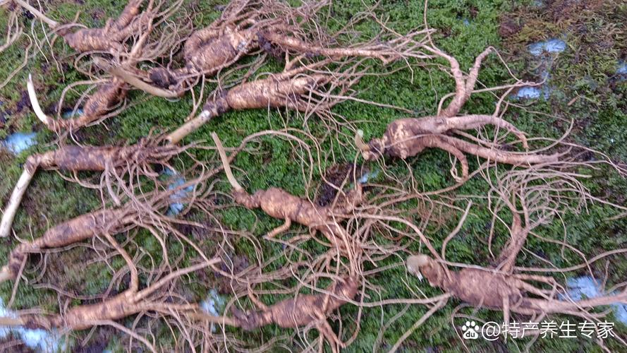 锌硒宝和人参可以同吃吗(锌硒宝可以常吃吗)-硒宝网