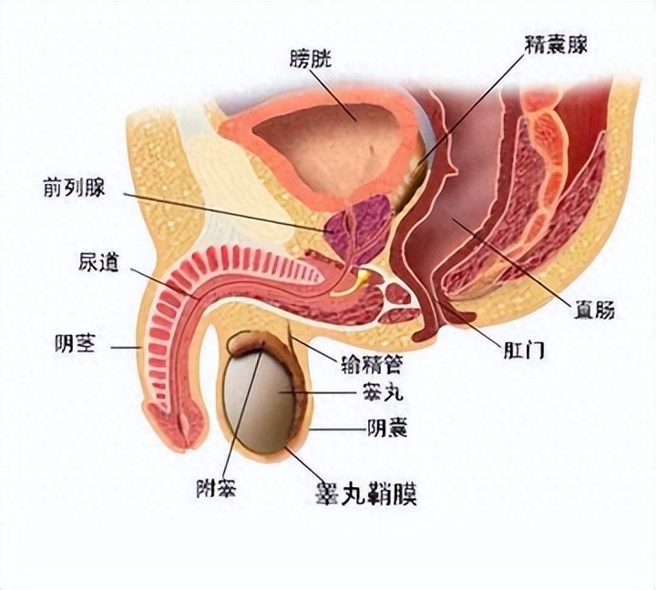 锌硒宝能治疗精子浓度吗（锌硒宝对性功能有帮助吗）-硒宝网