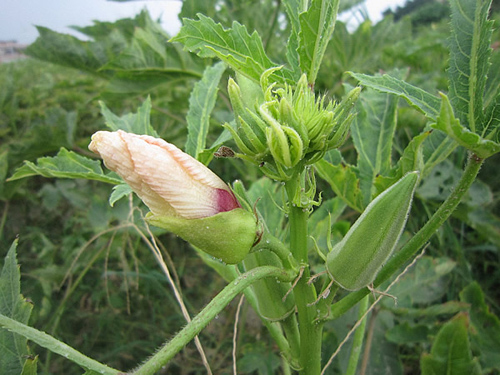 锌硒宝片对骨折有作用吗(锌硒宝片说明)-硒宝网