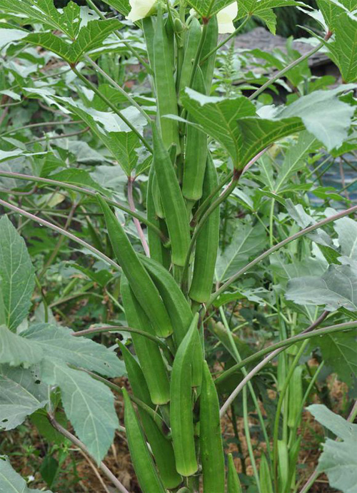 锌硒宝片对骨折有作用吗(锌硒宝片说明)-硒宝网