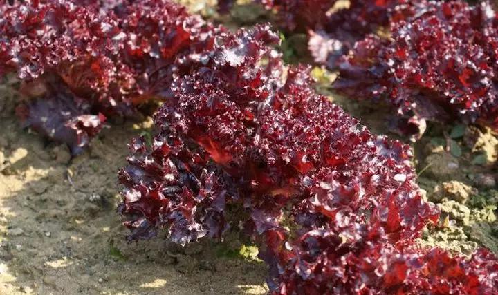 吃锌硒宝片可以打育苗吗(吃锌硒宝可以要小孩吗)-硒宝网