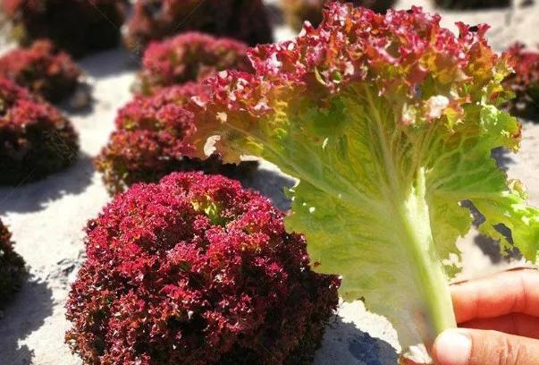 吃锌硒宝片可以打育苗吗(吃锌硒宝可以要小孩吗)-硒宝网