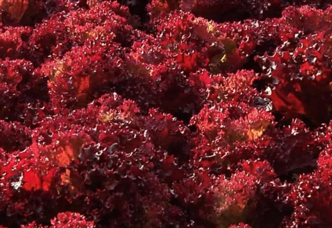 吃锌硒宝片可以打育苗吗(吃锌硒宝可以要小孩吗)-硒宝网