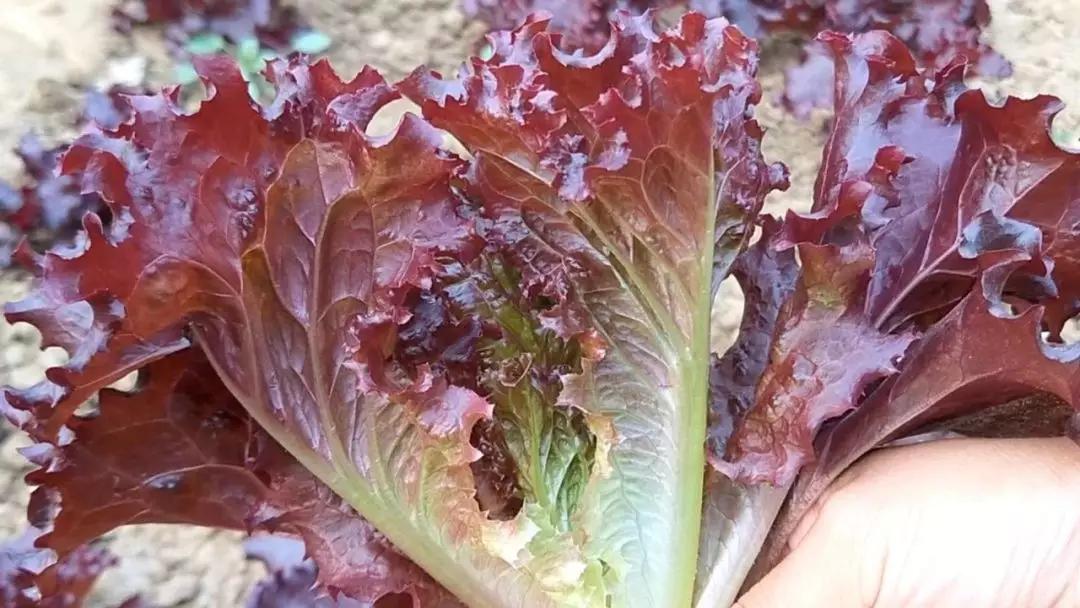 吃锌硒宝片可以打育苗吗(吃锌硒宝可以要小孩吗)-硒宝网