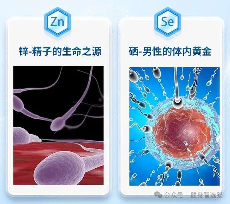 男人备孕吃什么牌锌硒宝（备孕男士吃锌硒宝还是吃叶酸）-硒宝网