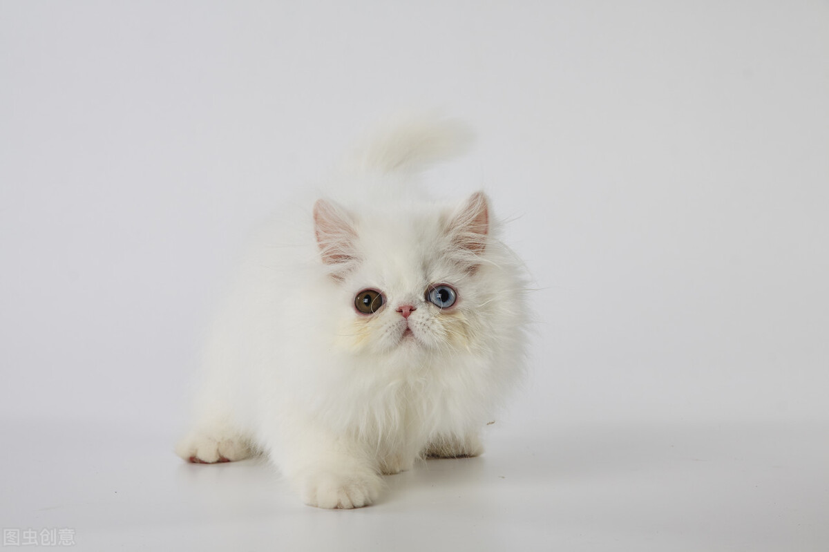 猫咪误食锌硒宝片有事吗(锌对猫的作用)-硒宝网