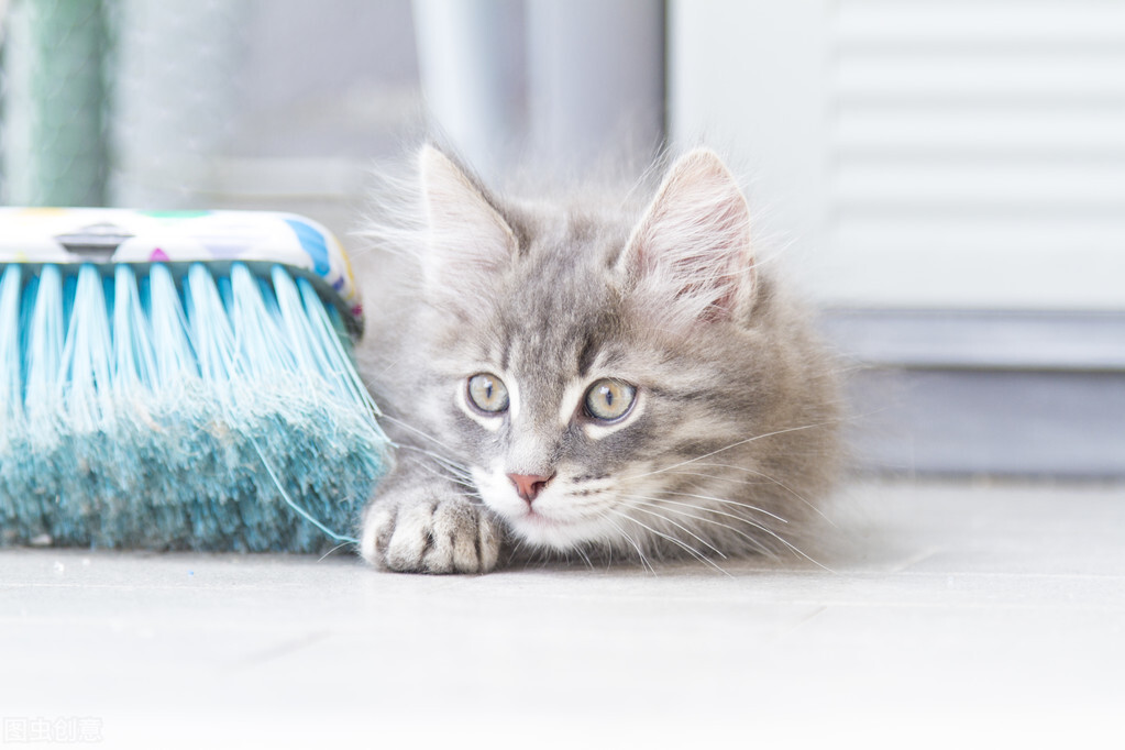 猫咪误食锌硒宝片有事吗(锌对猫的作用)-硒宝网