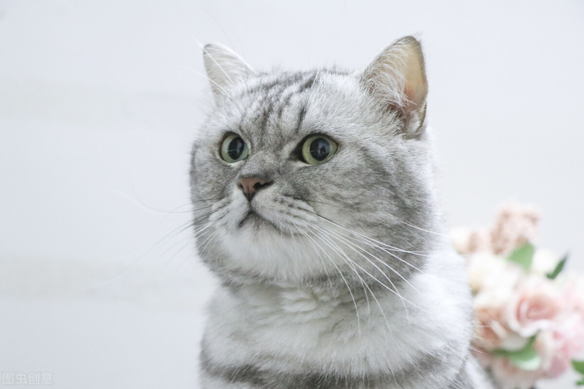 猫咪误食锌硒宝片有事吗(锌对猫的作用)-硒宝网