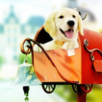 孕妇吃锌硒宝片胃不舒服(孕妇吃的锌片)-硒宝网