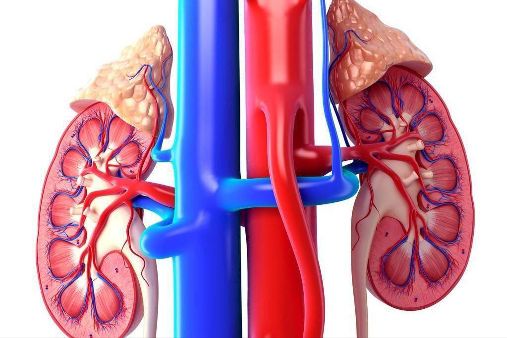 慢性肾病能不能吃锌硒宝(肾虚可以吃锌硒宝吗)-硒宝网