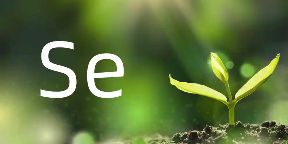 维生素e和锌硒宝哪个好（锌硒宝和维生素e）-硒宝网