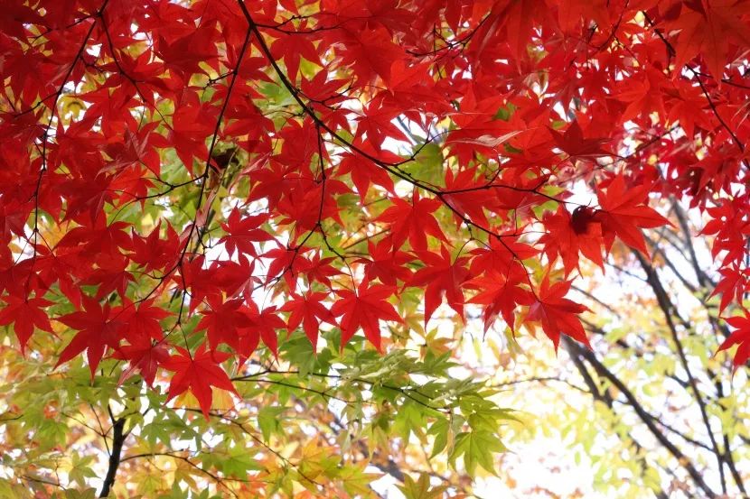 备孕的人能不能吃锌硒宝（备孕吃锌硒宝片有什么功效）-硒宝网