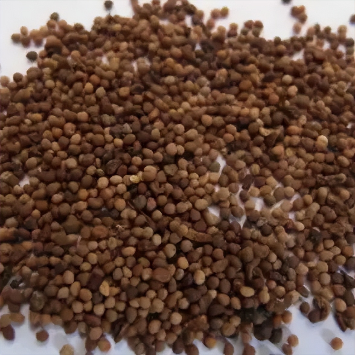 生精片五子衍宗丸锌硒宝（五子衍宗丸和锌片的效果）-硒宝网