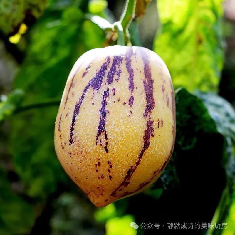 富硒果是什么水果(水果果富硒是什么意思)-硒宝网