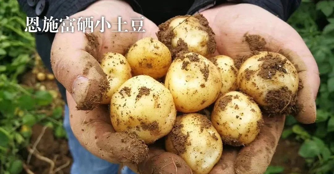 恩施富硒茶十大功效(富硒茶恩施)-硒宝网