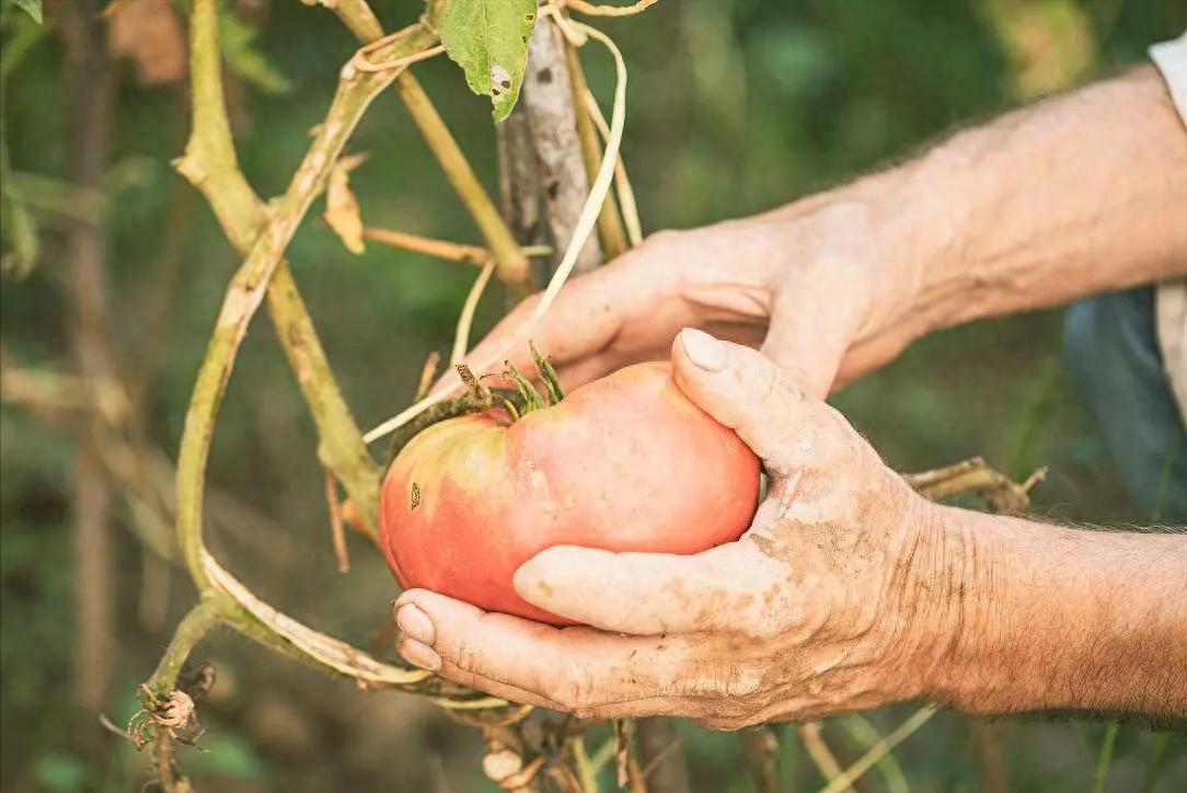 富硒蔬菜(蔬菜富硒标准是多少)-硒宝网