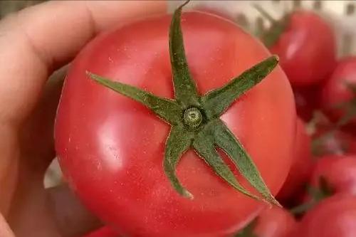富硒蔬菜(蔬菜富硒标准是多少)-硒宝网