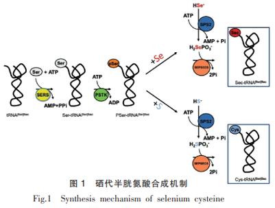 蛋白质硒（蛋白质硒代反应）-硒宝网