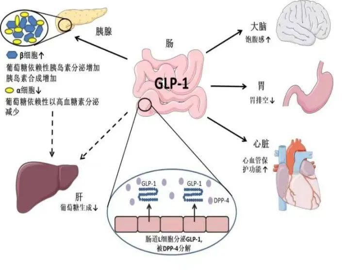 司美格鲁肽减肥效果好吗(司美格鲁肽使用方法)-硒宝网