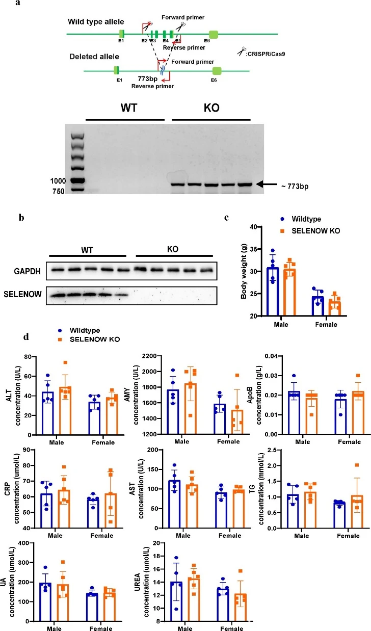 蛋白质硒(蛋白质硒元素)-硒宝网