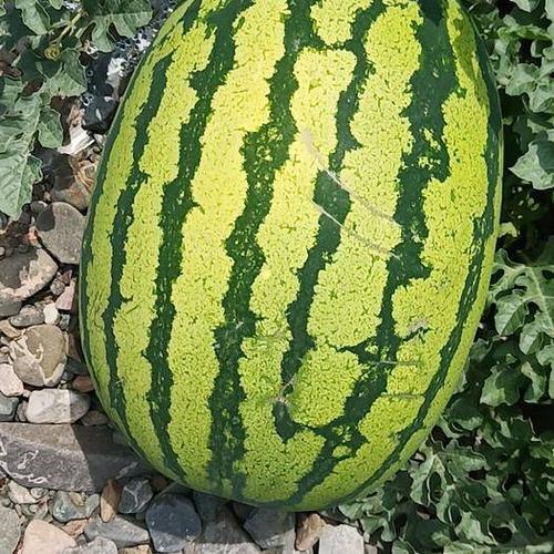 宁夏硒砂西瓜(宁夏硒砂西瓜)-硒宝网