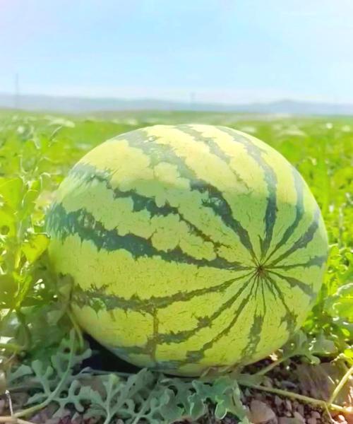 宁夏硒砂西瓜(宁夏硒砂西瓜)-硒宝网